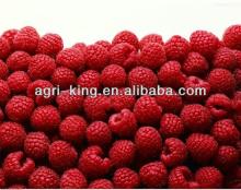 IQF & Frozen raspberry fruit