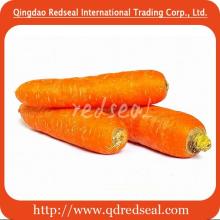 Hebei New crop carrot