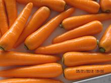Hebei Red carrot