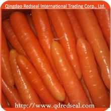 2013 Red Carrot