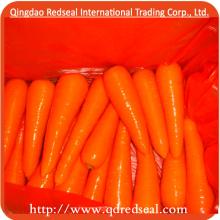 2013 Fresh  Orange   Carrot 
