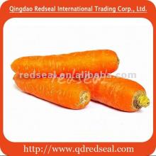 2012 Fresh  red   carrot 
