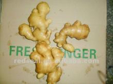2012  New   Ginger 
