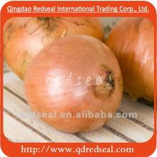 Fresh Yellow Onion