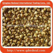 Fried broad beans for sale