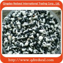 Coated Black Soybean