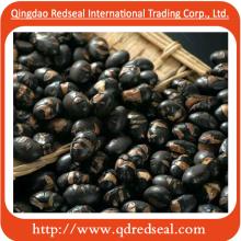 Roasted Black Soybean