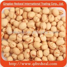 Squid coated peanuts