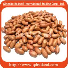 Roasted Redskin Peanut Kernel