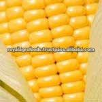 Animal  Feed  Yellow  Corn 