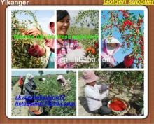 2014 NEW CROP goji