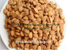 apricot kernel big size
