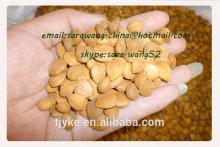 apricot kernel