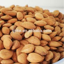 apricot kernel for sale apricots