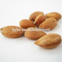 big apricot kernel