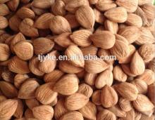 Top quality apricot kernel