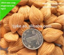 2014 new Apricot Kernel Type and Raw Processing Type Apricot kernel yke4