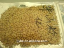 pine nut 850-900