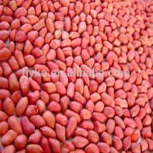 red skin peanuts 50/60 40/50/blanched peanuts/peanut in shell