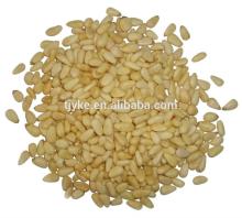 pine nut YKE-PN001