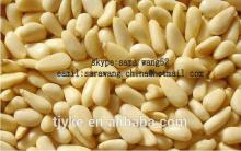 pine nut,pine nuts,nuts,
