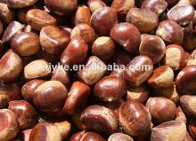  fresh   chestnut  in shell  new  crop 2014 crop