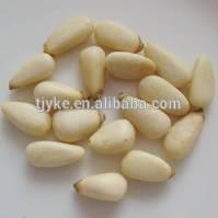 pine nut YKE-PN008