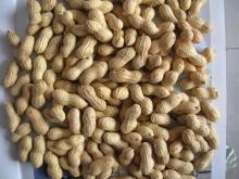peanut in shell,best price,high quality