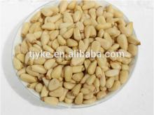 pine nut YKE-PN006