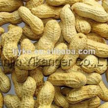 Peanut in shell