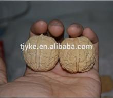 walnut in shell YKE-WS2