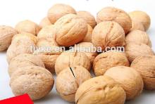walnut in shell YKE-WS1