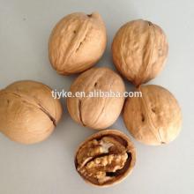 walnuts in shell