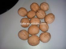 walnut in shell