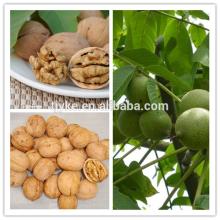 walnut, walnut in shell, walnut kernel
