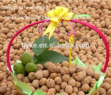 walnut kernel walnut in shell