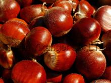 pure natural Chestnut