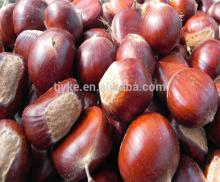 raw chestnut