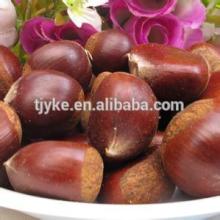 raw chestnut hot sale