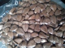 China apricot kernel