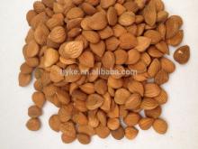 apricot/almond kernel