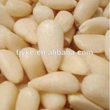 Pine nuts kernels