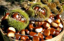 2014 new crop fresh chestnut