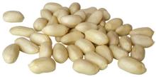 Blanched  round   type  peanut  kernels 