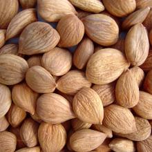 apricot kernel for sale