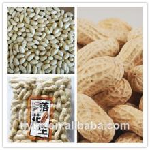 Roasted Peanut Kernel for Sale