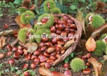 Raw Chestnut top grade