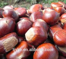 Organic Fresh Chestnut