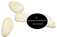 Pine nuts kernels YKE-P004