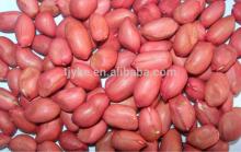peanut kernels ,BIGGEST PEANUT